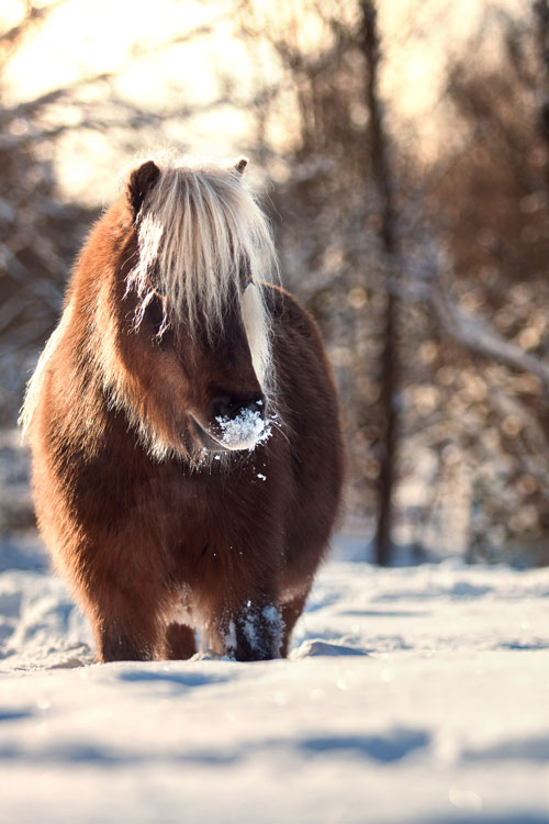 Pony mit Schnee an den Nüstern